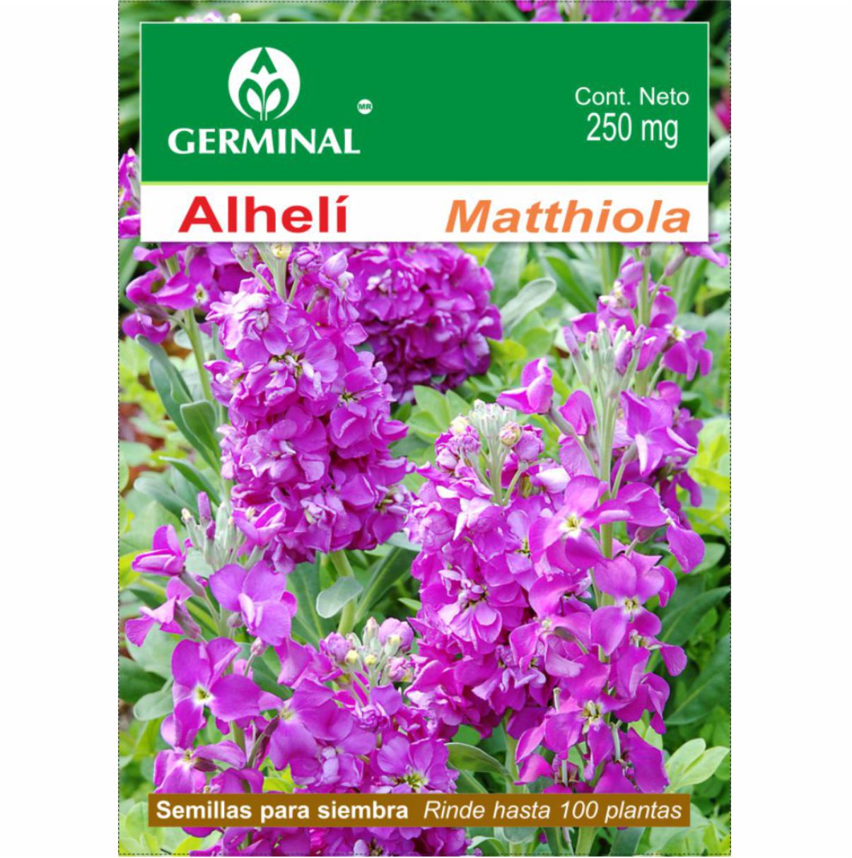 Semillas De Alheli Matthiola Flor Color Violeta