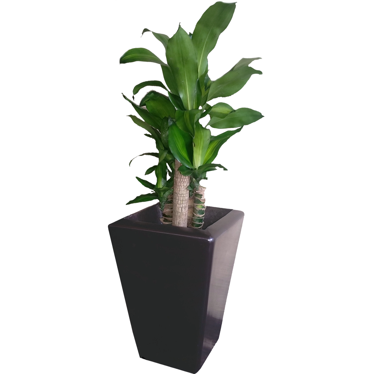 Maceta de fibra de vidrio modelo Obelisco extra grande chocolate*