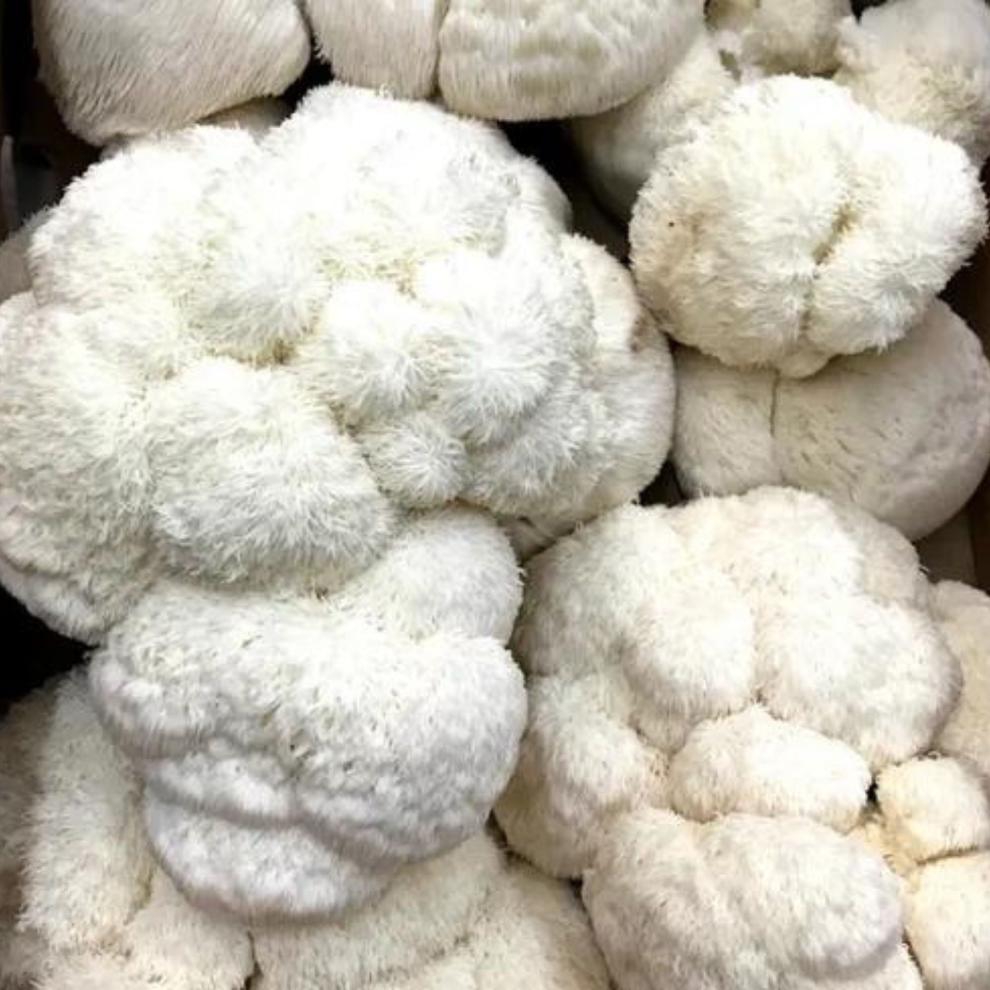 Hongo Adaptógeno Melena De León Lion's Mane 100g Commons