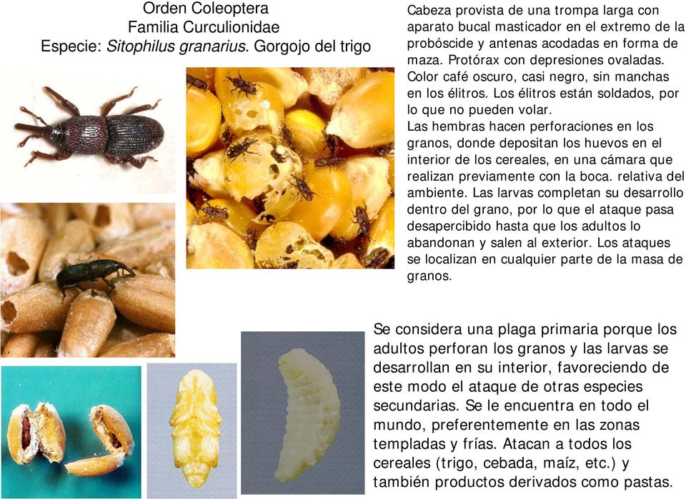 Fumiteco 56 Fosfuro De Aluminio 56% 500 Pastillas