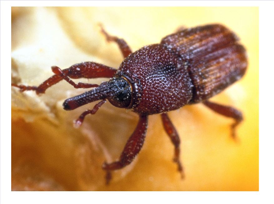 Fumiteco 56 Fosfuro De Aluminio 56% 500 Pastillas