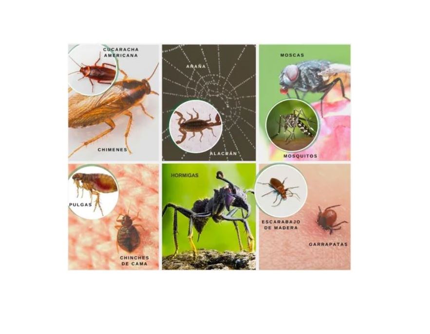 Insecticida Urban Expulsor Mata Cucarachas, Chinches, Arañas