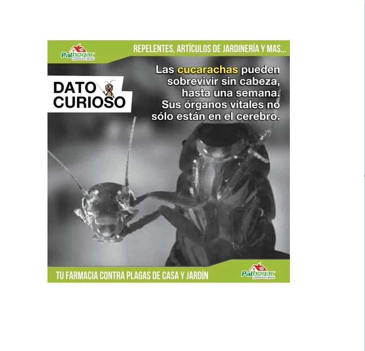 Insecticida Urban Expulsor Mata Cucarachas, Chinches, Arañas