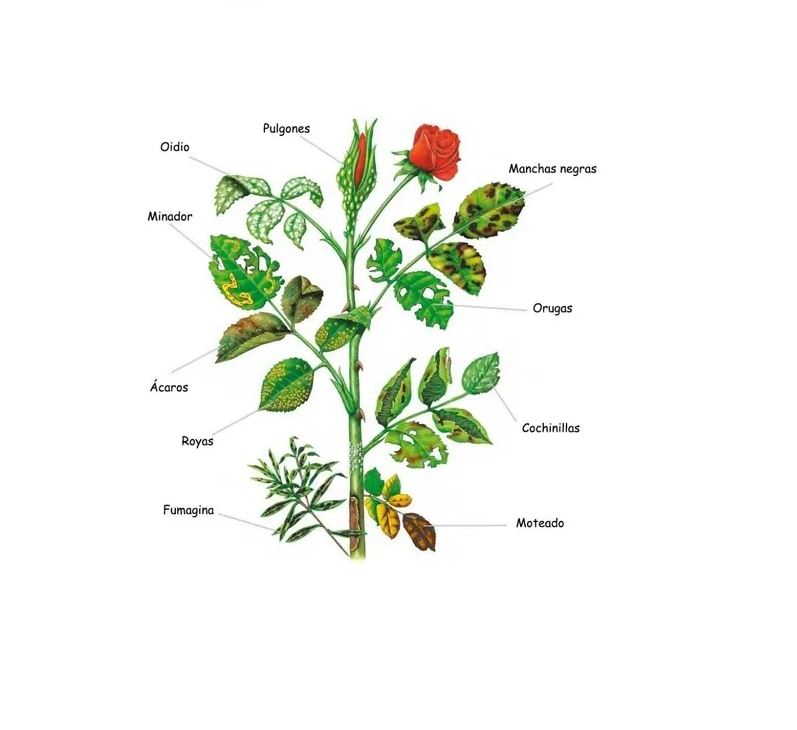 Kit Jabon Potasico + Neem Con Atomizador