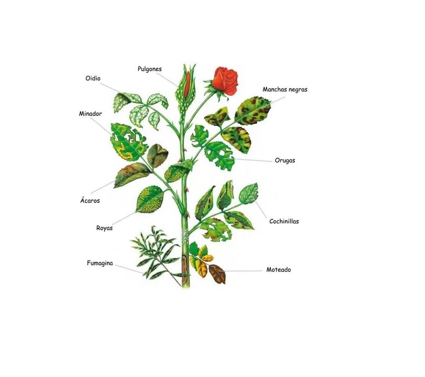Combo Aceite De Neem 150ml +jabon Potasico 500gr Insecticida