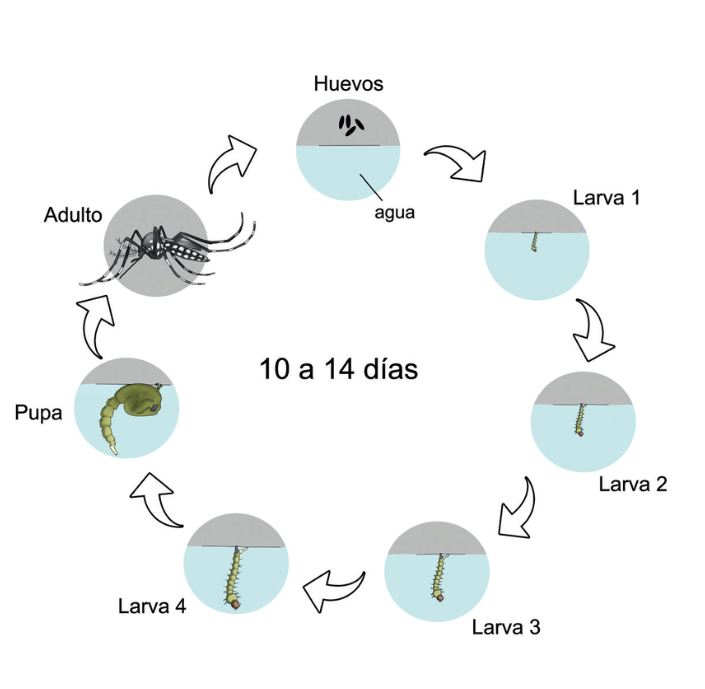 Abate, Temefos, Larvicida Granulado, Control De Larvas 1kg