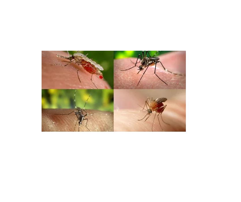 Abate, Temefos, Larvicida Granulado, Control De Larvas 1kg