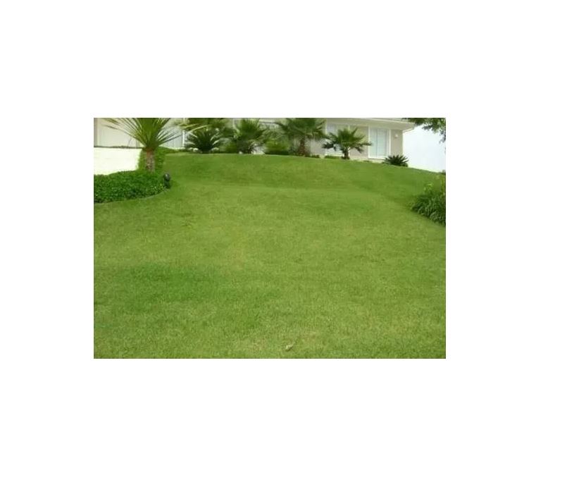 Azufre Polvo Fungicida Repelente 1 Kg