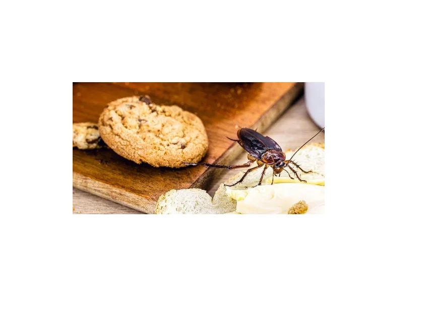 Pack 5 Pzs Cebo Mata Cucarachas En Polvo Green Leaf.