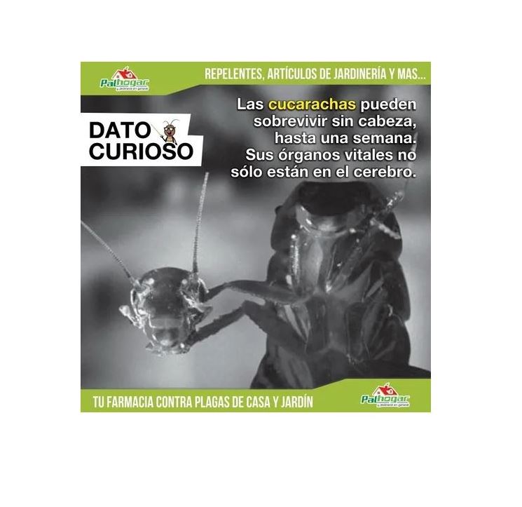 Pack 5 Pzs Cebo Mata Cucarachas En Polvo Green Leaf.