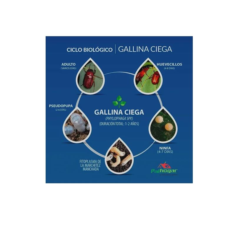 Insecticida Imidacloprid Granulado Para Gallina Ciega 800gr