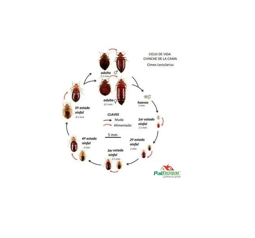 Kit De 2 Frascos De Concentrado Mata Chinches 100% Efectivo