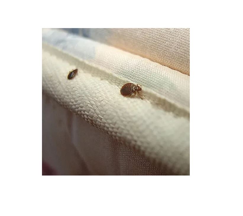 Kit De 2 Frascos De Concentrado Mata Chinches 100% Efectivo