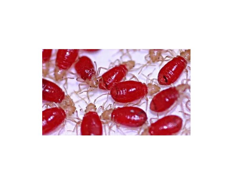 Kit De 2 Frascos De Concentrado Mata Chinches 100% Efectivo