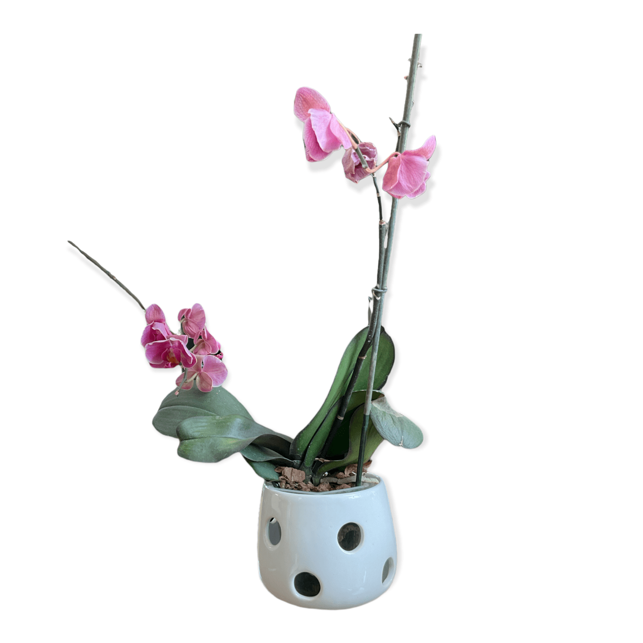 Maceta De Cerámica Esmaltada Para Orquídeas Preciosa (Huevo Blanco)