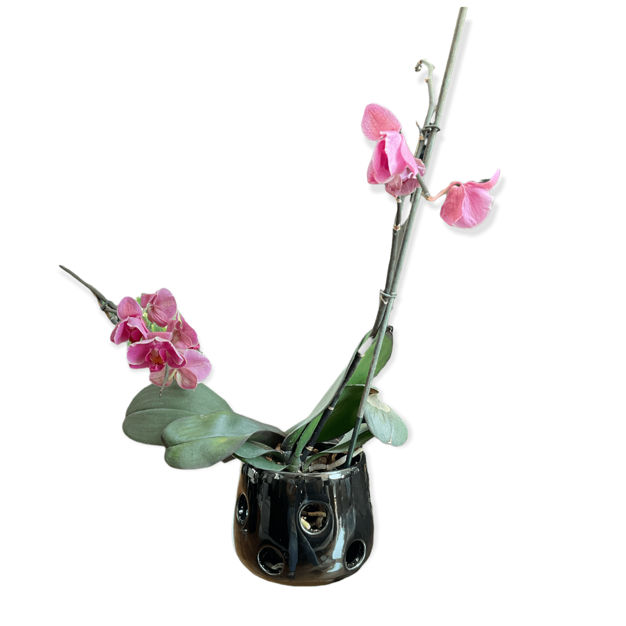 Maceta De Cerámica Esmaltada Para Orquídeas Preciosa (Huevo Negro)