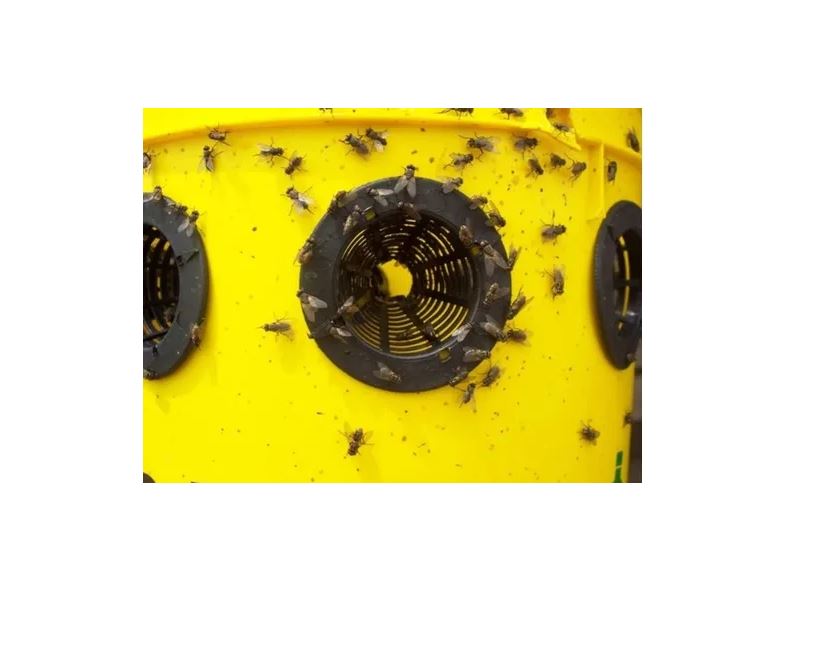 3 Trampas Para Moscas Fly Hunt Cub Atrapa 400 Mil Moscas
