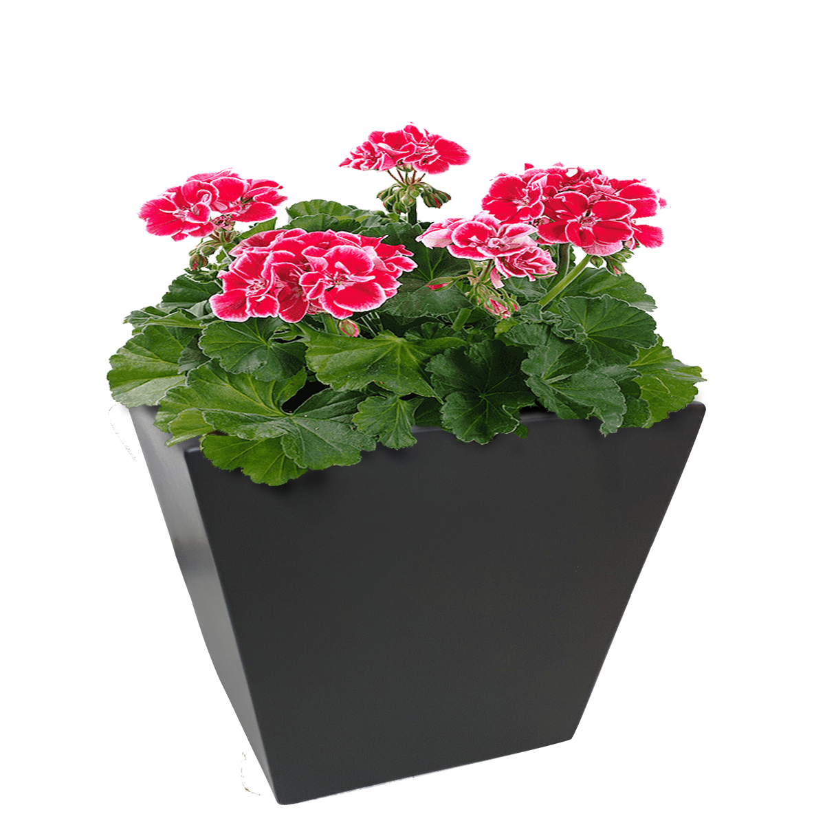 Maceta de fibra de vidrio modelo Trapecio Español 20 chocolate*