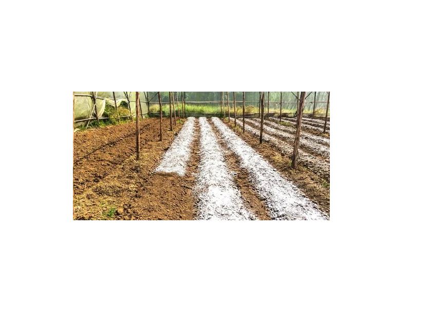 Sulfato Ferroso 1 Kg