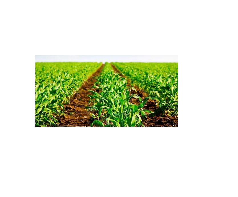 Sulfato Ferroso 1 Kg