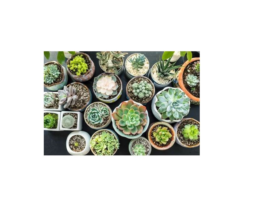 Sustrato Para Cactus Y Suculentas Palhogar 10 Lts