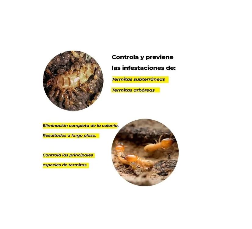 Termidor 25 Ce 250 Ml Insecticida Fipronil