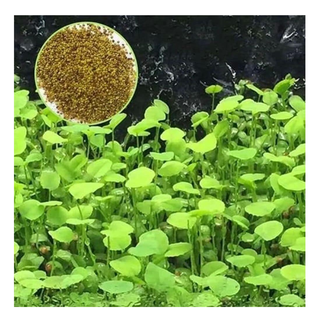 Semillas Planta Tapizante Pecera Acuario 200+ Marsilea Love.