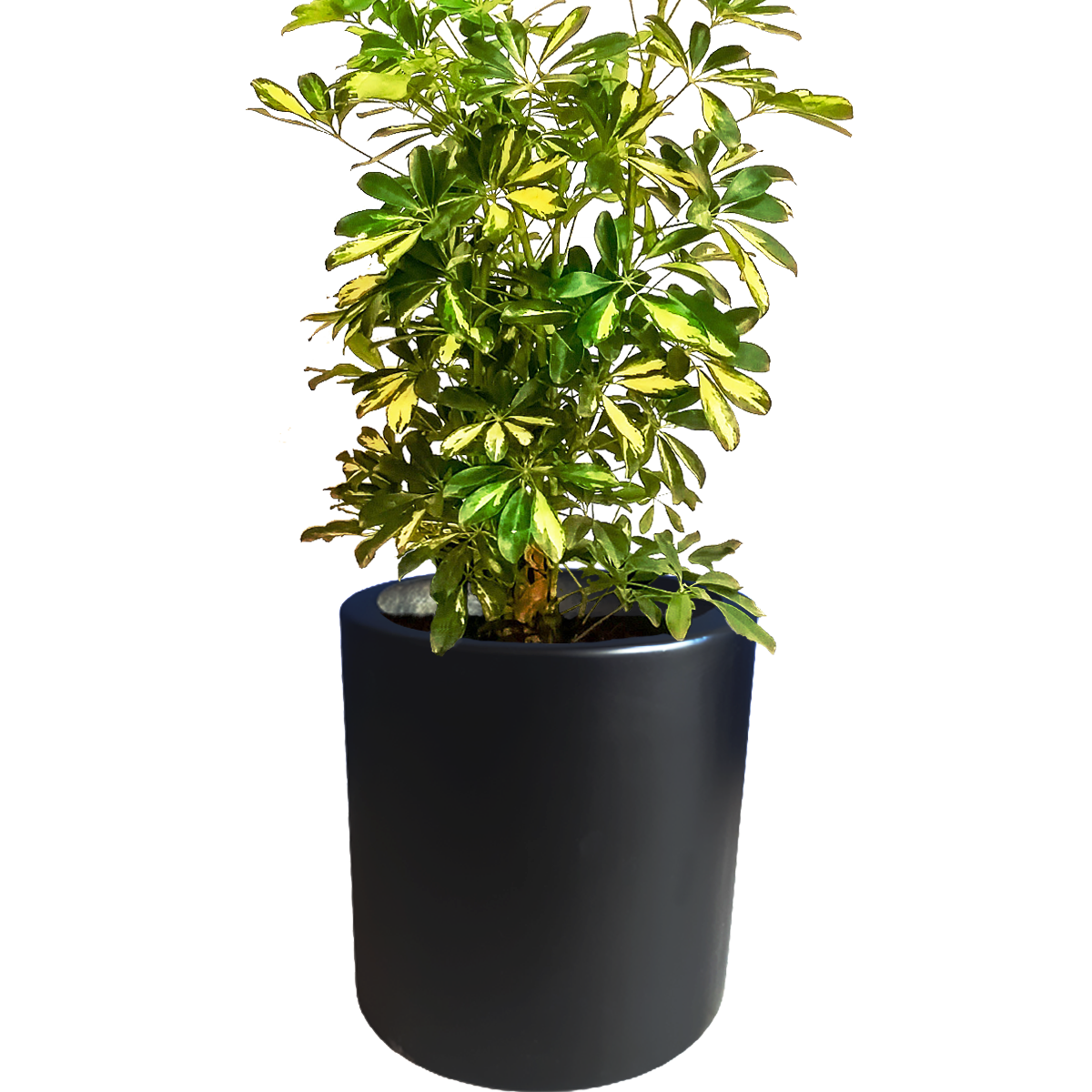 Maceta de fibra de vidrio modelo Cilindro 40cm chocolate*