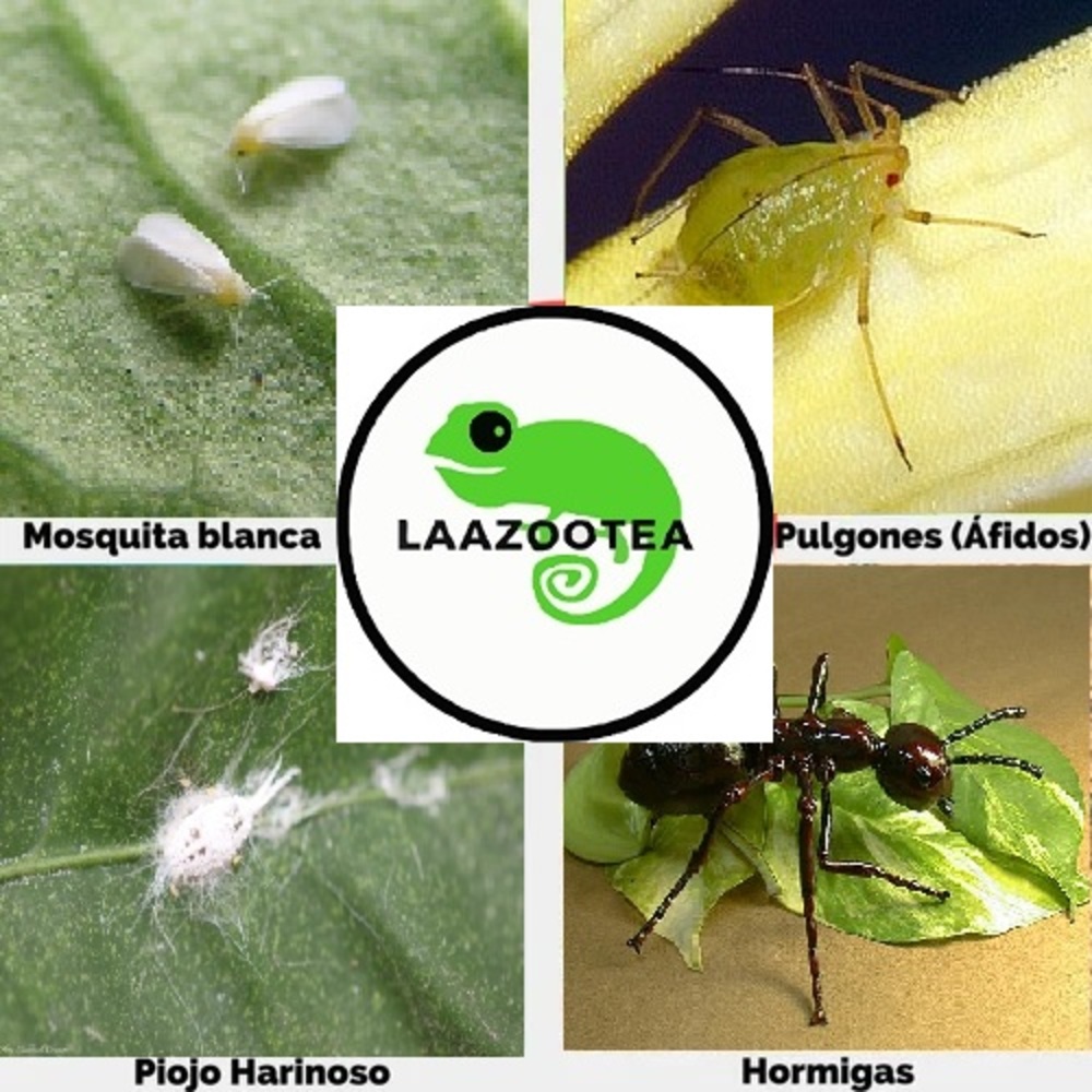 Tierra Diatomeas Insecticida Y Fertilizante Natural 1 Kg para plantas