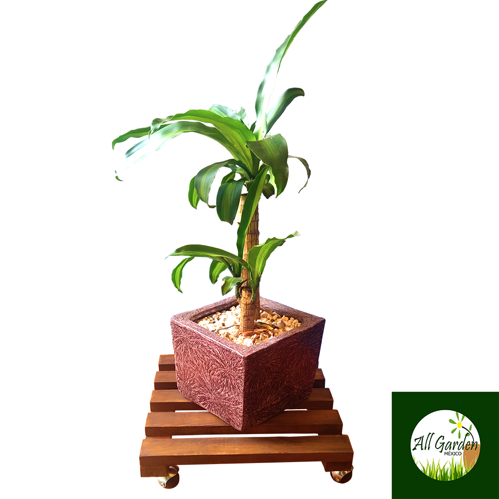 Base de Madera para Macetas All Garden MX Modelo Base Móvil Mediano*