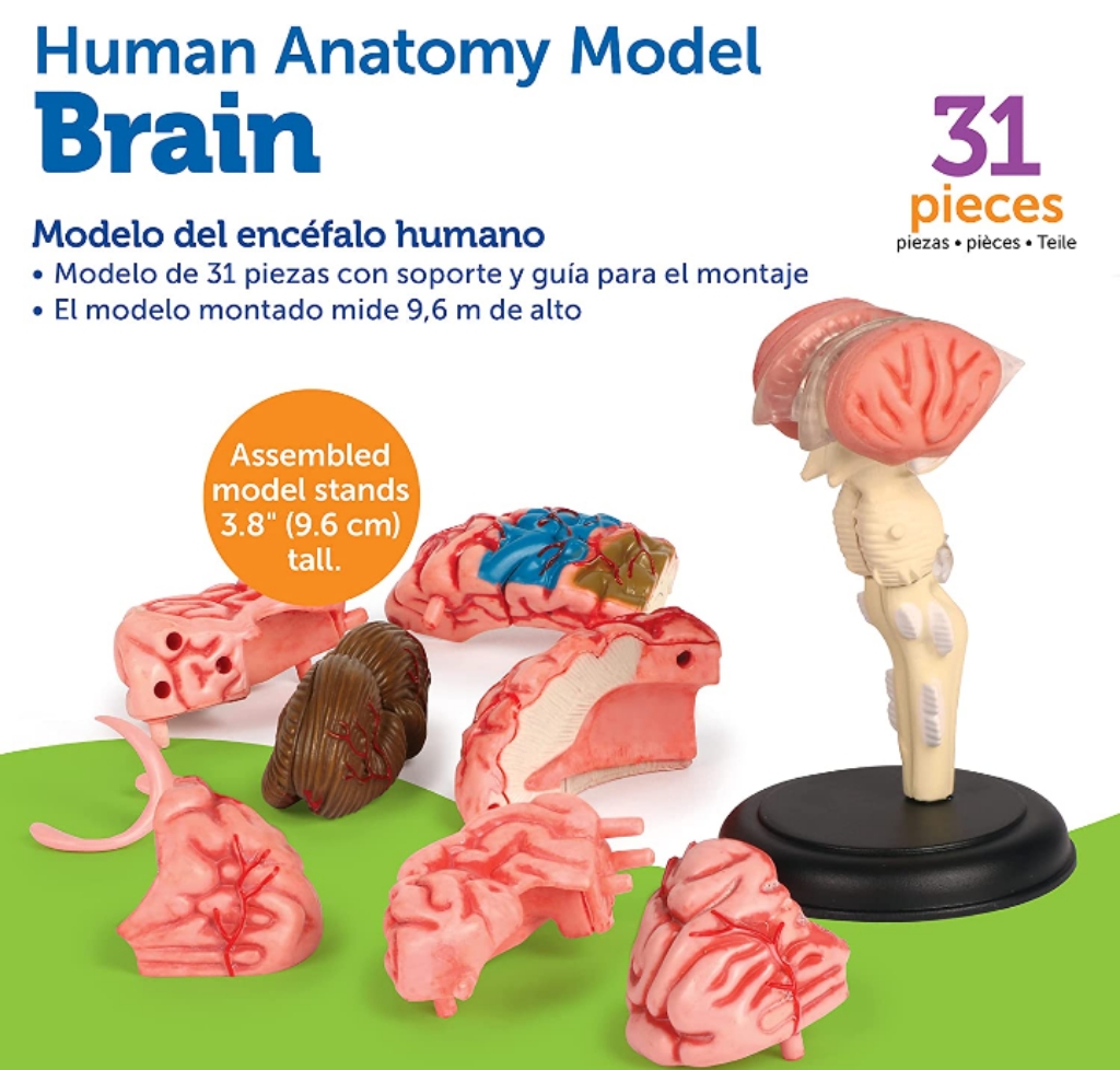Modelo del cerebro humano didáctico juguete educativo 