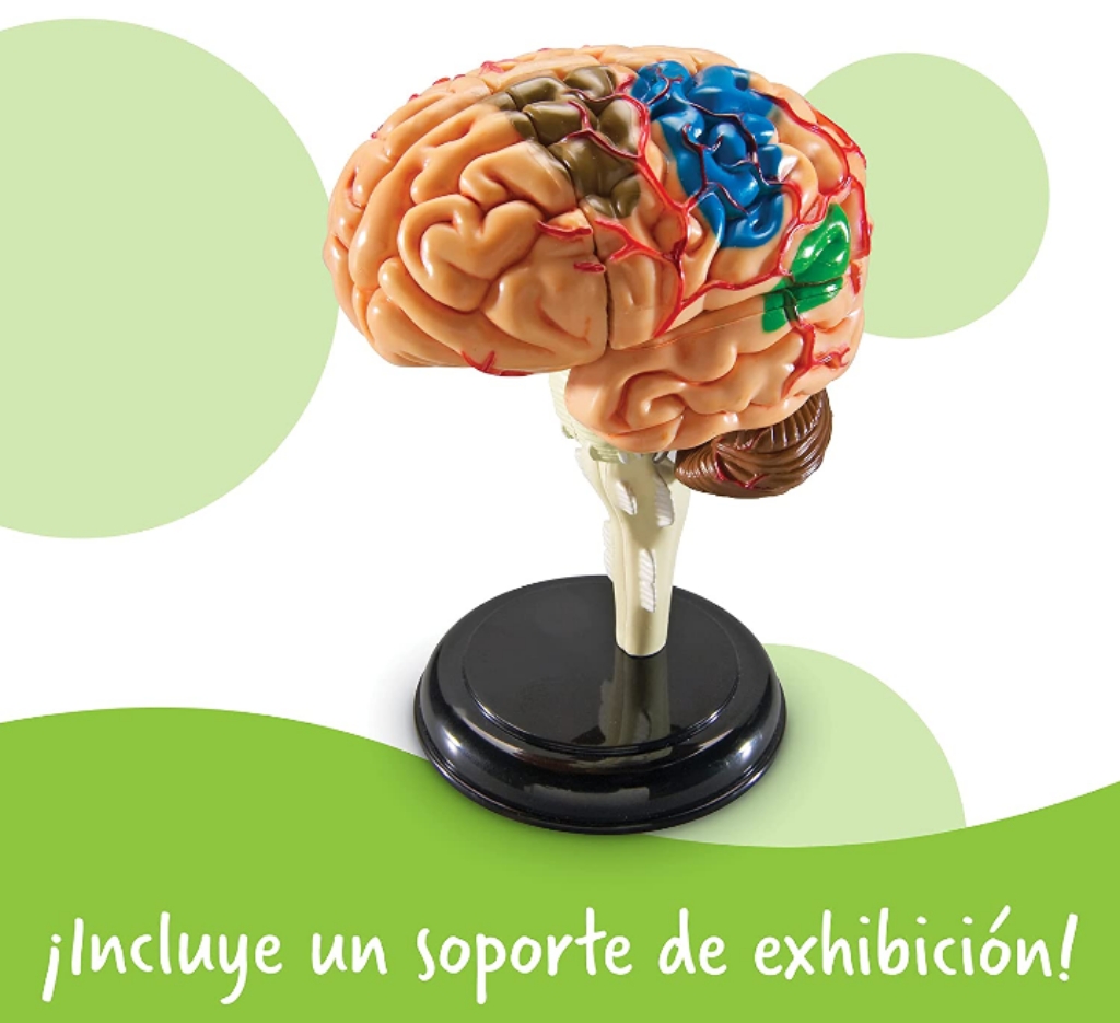 Modelo del cerebro humano didáctico juguete educativo 