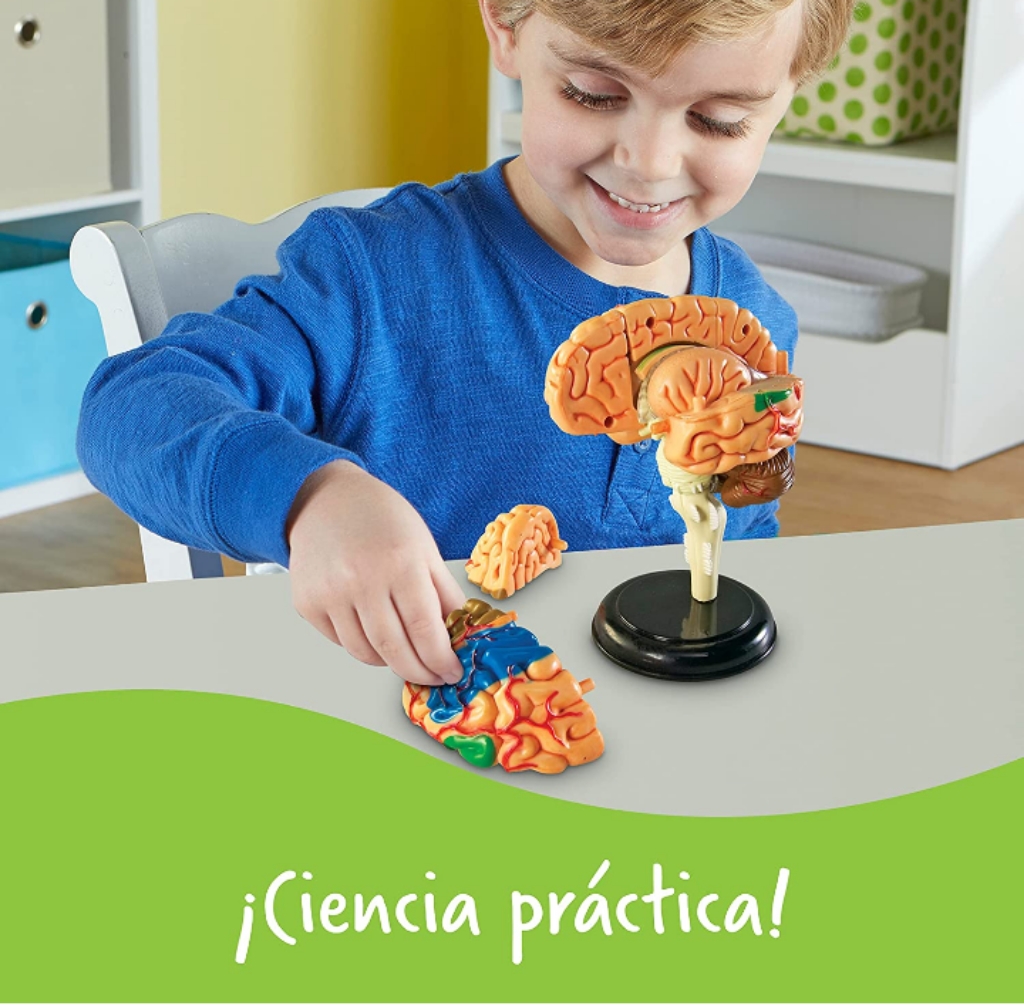 Modelo del cerebro humano didáctico juguete educativo 