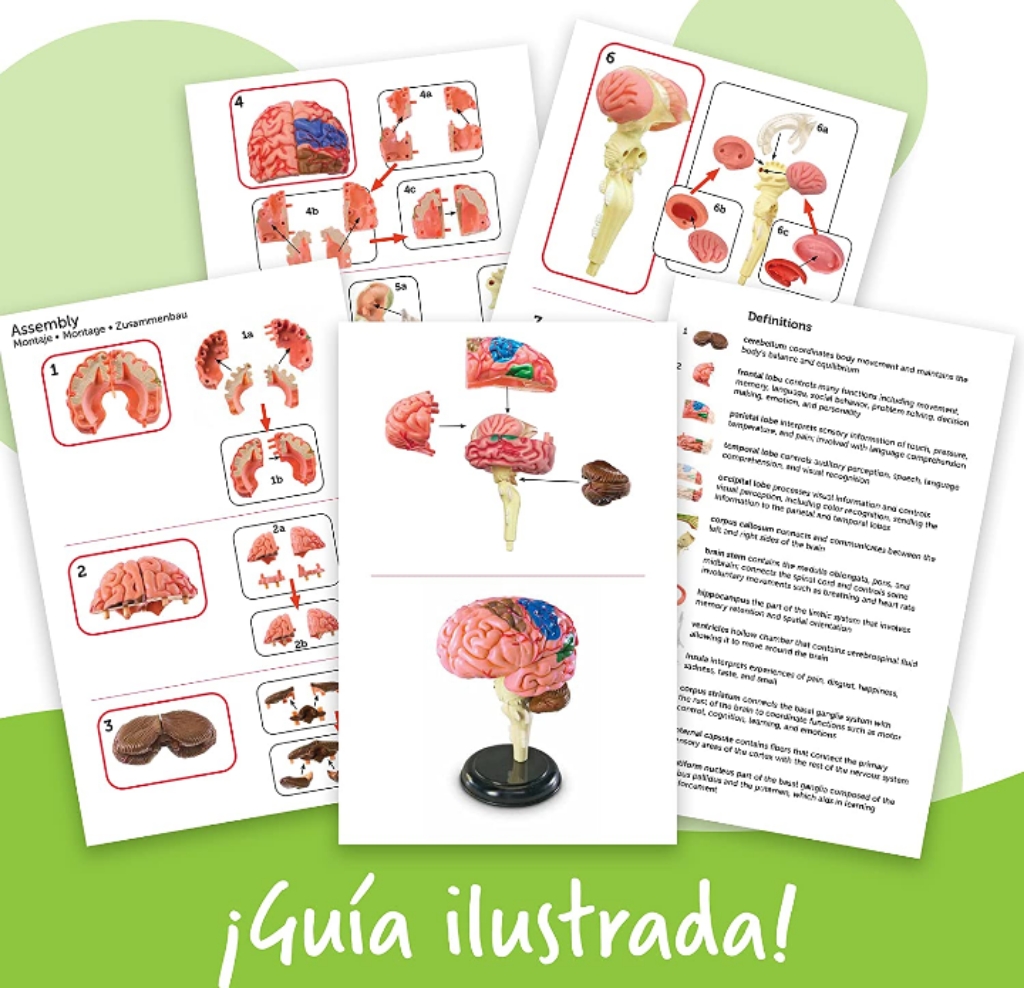 Modelo del cerebro humano didáctico juguete educativo 