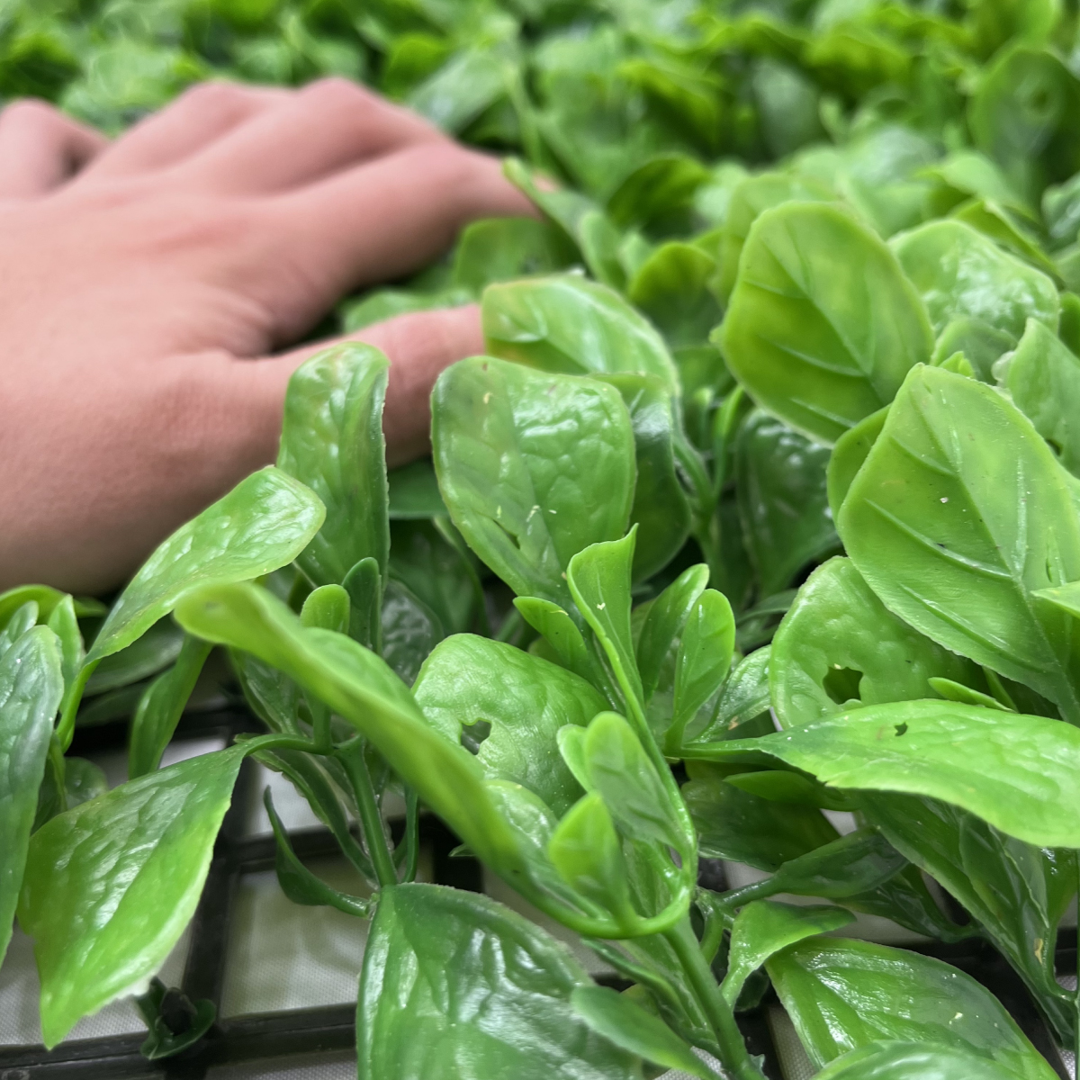 50 Piezas Follaje Artificial 40x60 Cm Muro Verde Sintetico Boxwood