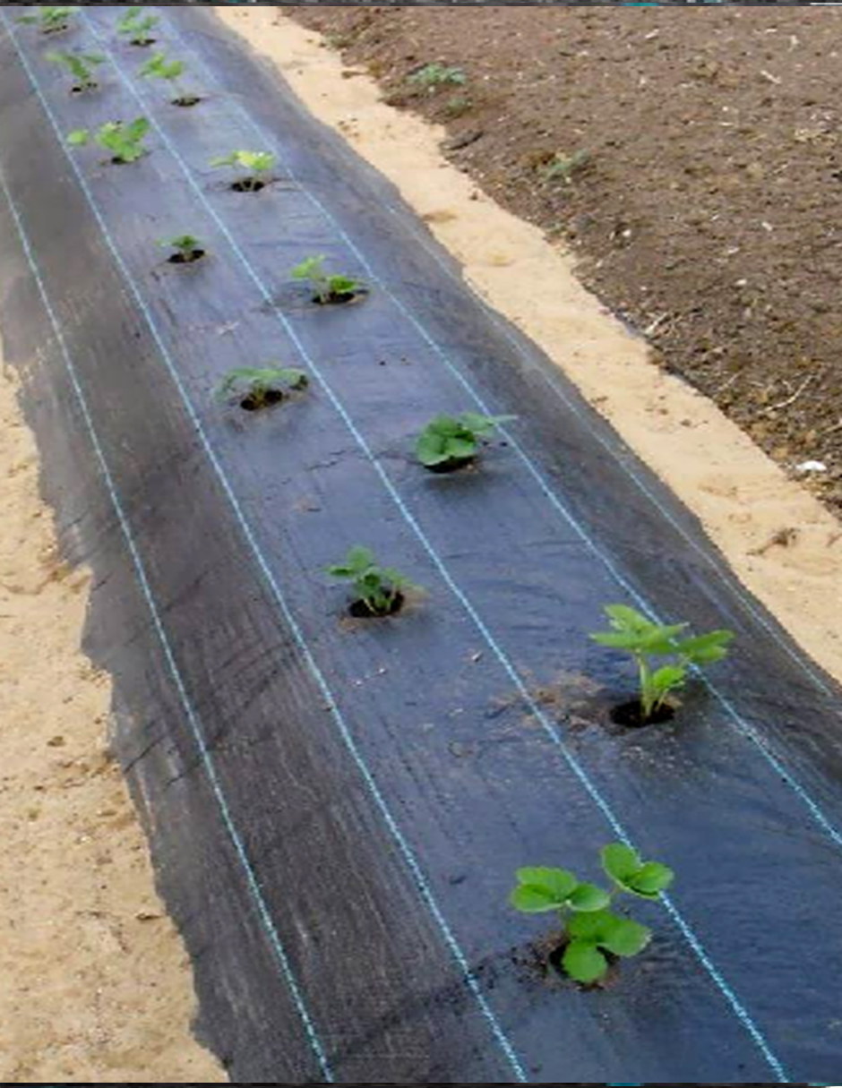 Ground Cover O Malla Antimaleza NEGRO 2 X 25 M