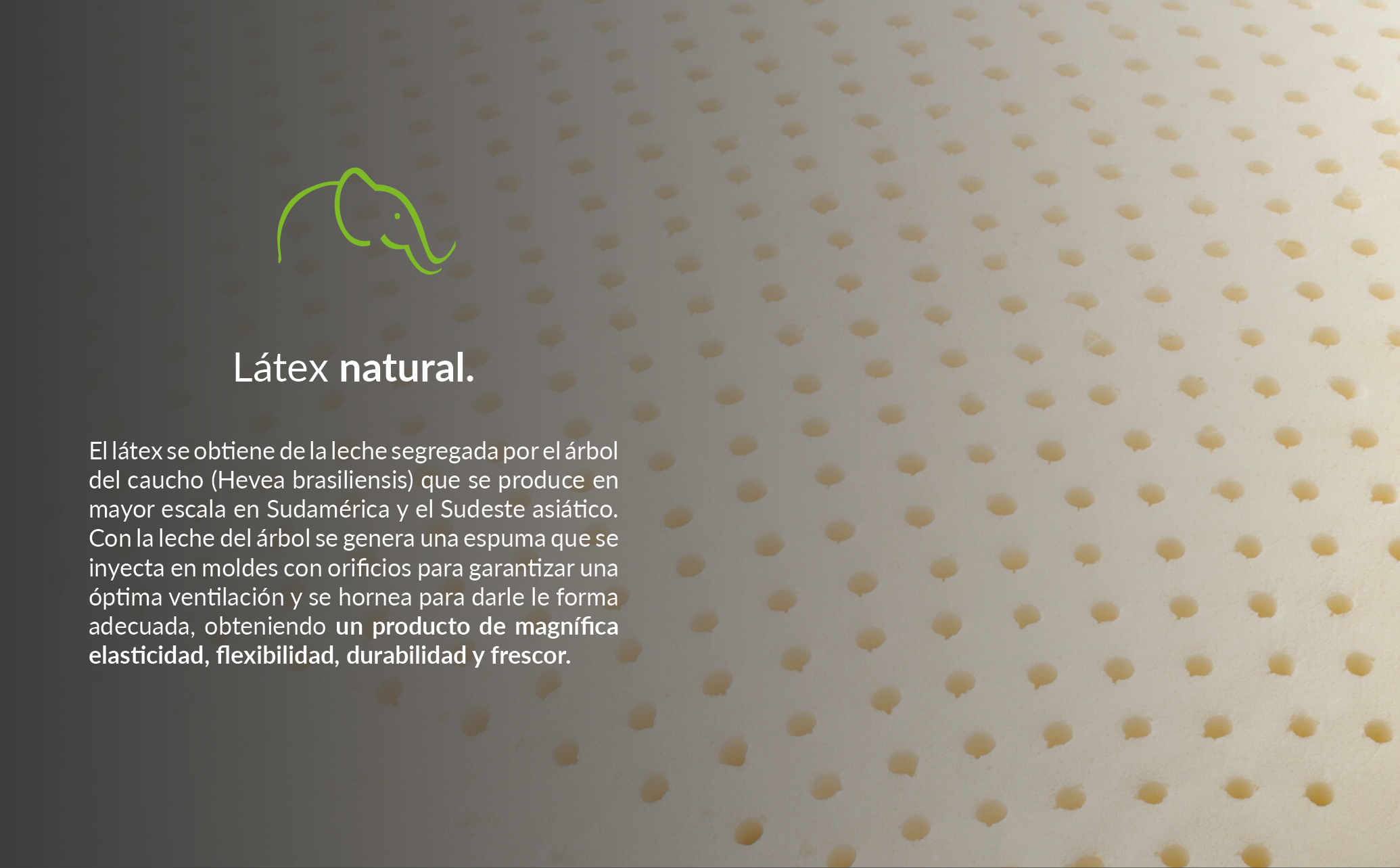 Almohadas Estándar (2 unidades) de Látex Natural con Funda de Bambú Lavable - 100% Antiácaros & Antibacterias - Firmeza Media/Firme - Ideal para dormir de lado - 70*50*12cm Lester Organic Látex 