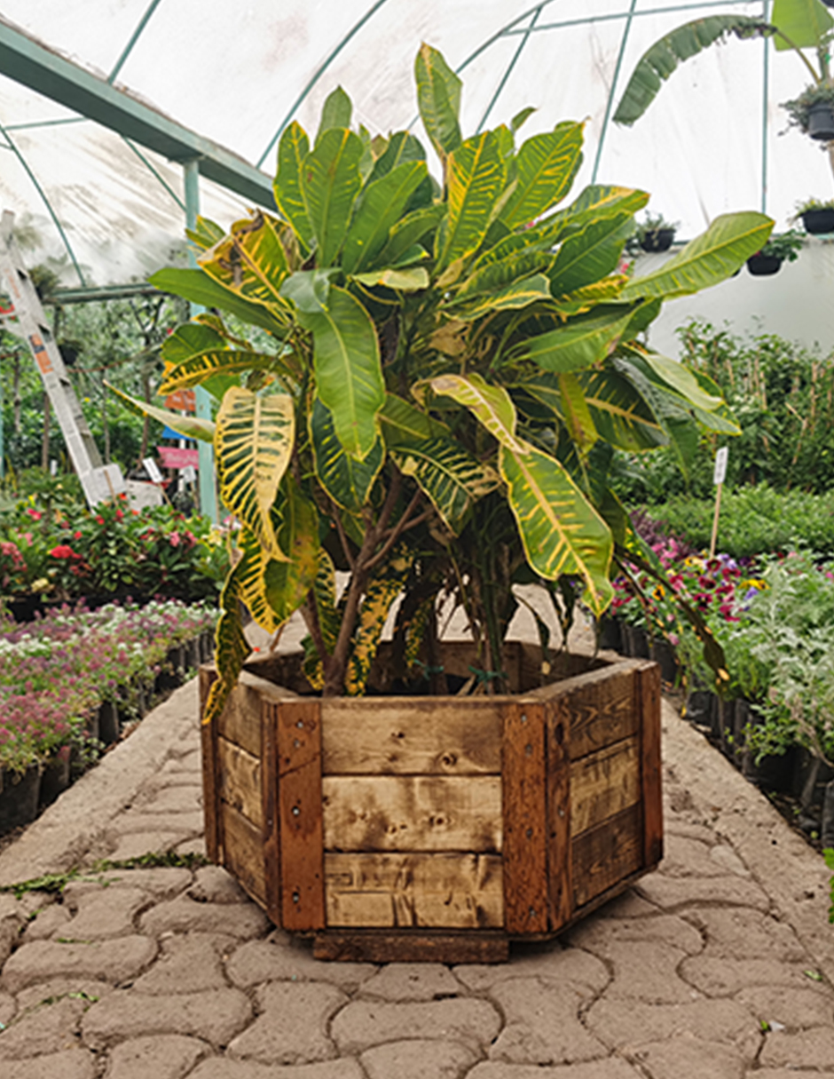 Maceta De Madera Tipo Hexagonal