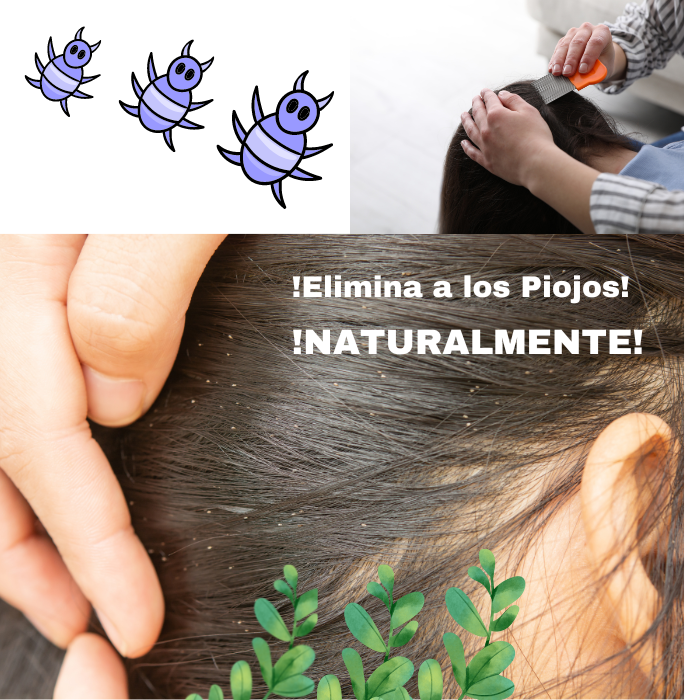 Kit Elimina Piojos, Shampoo, Lendrera, Repelente, Testalin-k