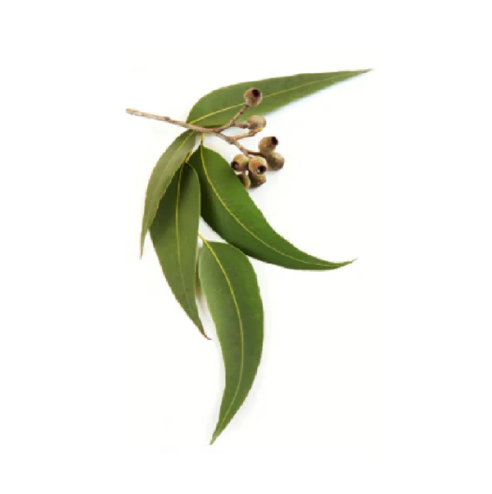 Aceite Esencial doTERRA Eucalipto 15ml