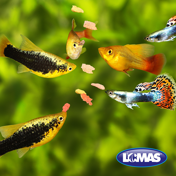 Alimento Hojuelas Basicas Wardley 4 Kg . Peces Tropicales