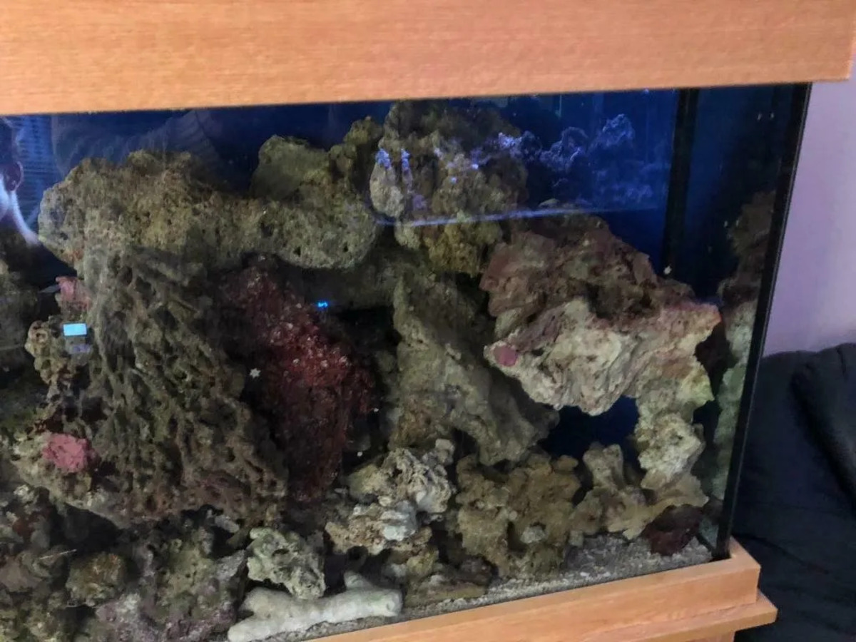 Roca Viva curada Para Acuario Marino y/o arrecife por Kilogramo