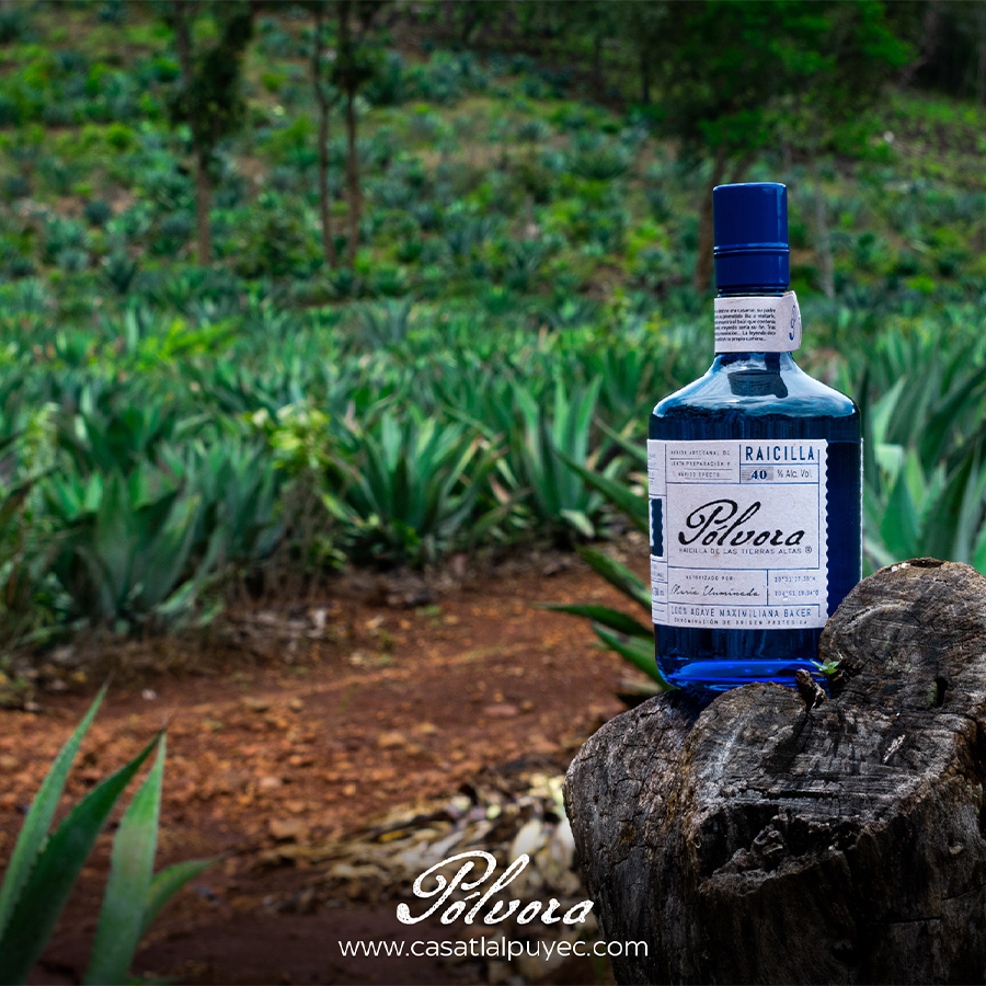 Pólvora Raicilla