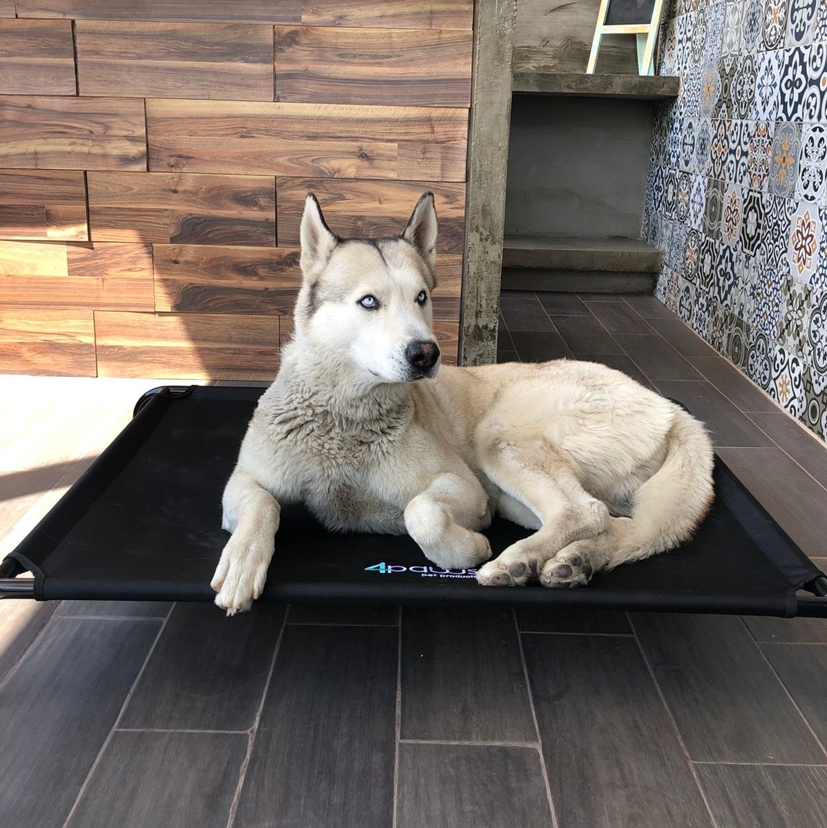 Cama Elevada Para Perro Grande.