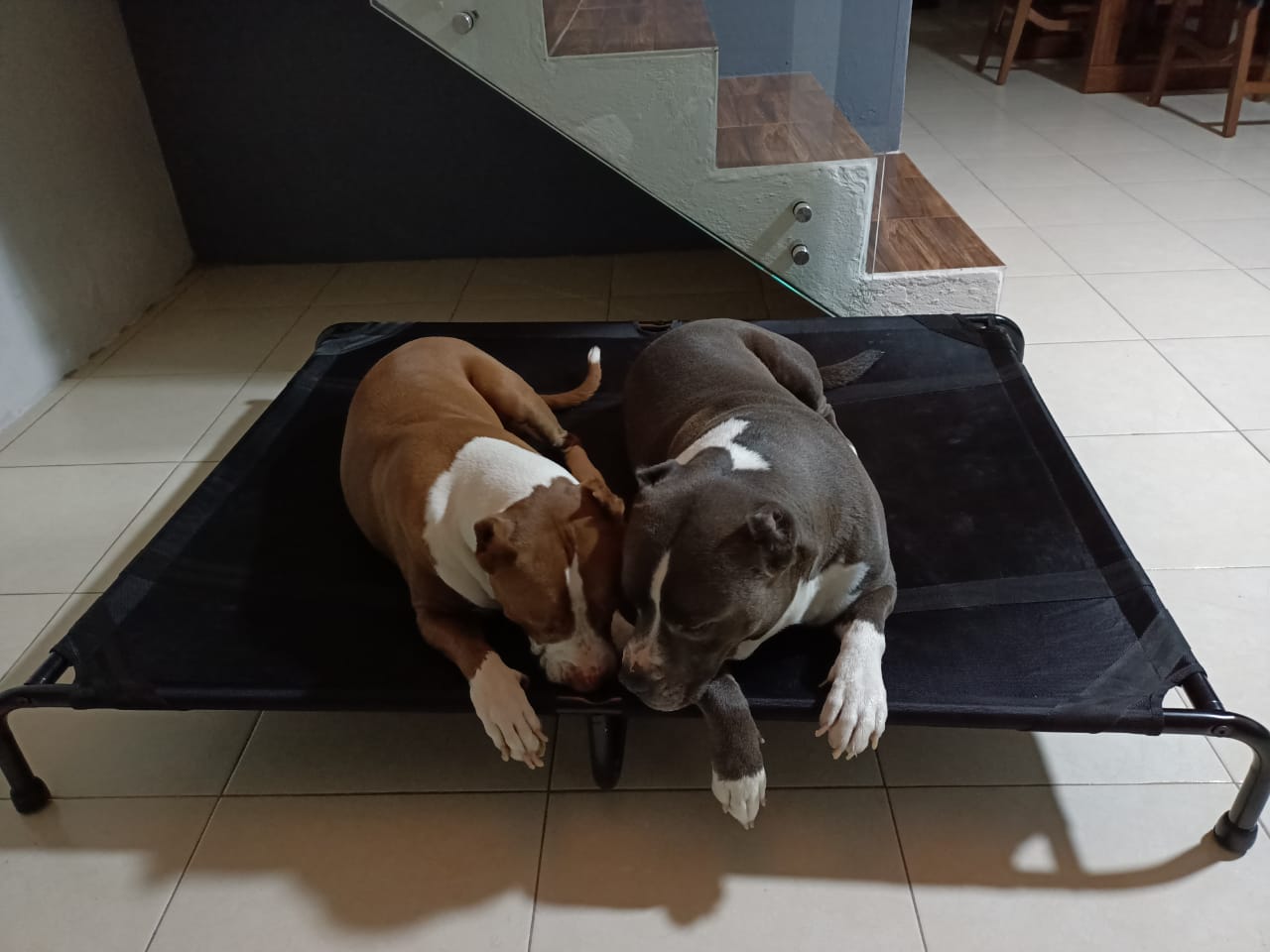 Cama Elevada Para Perro XGrande.