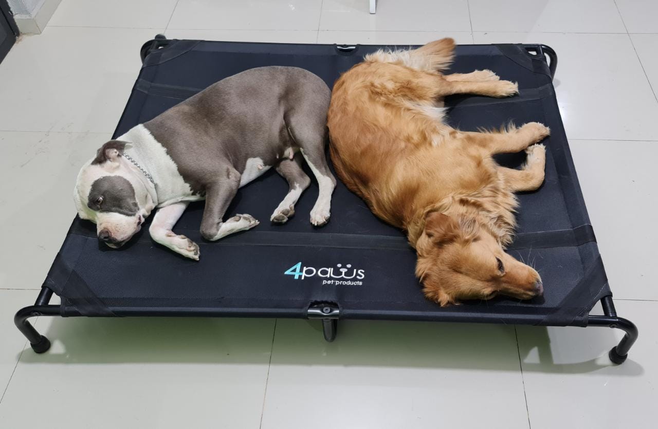 Cama Elevada Para Perro XGrande.
