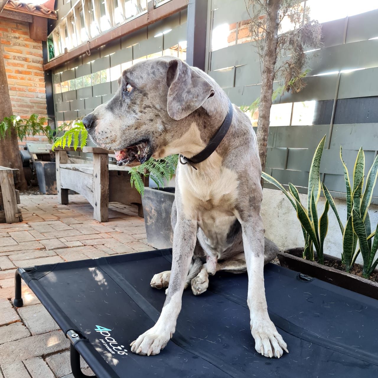Cama Elevada Para Perro XGrande.