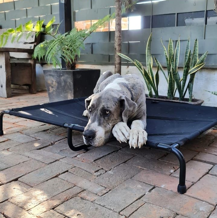 Cama Elevada Para Perro XGrande.