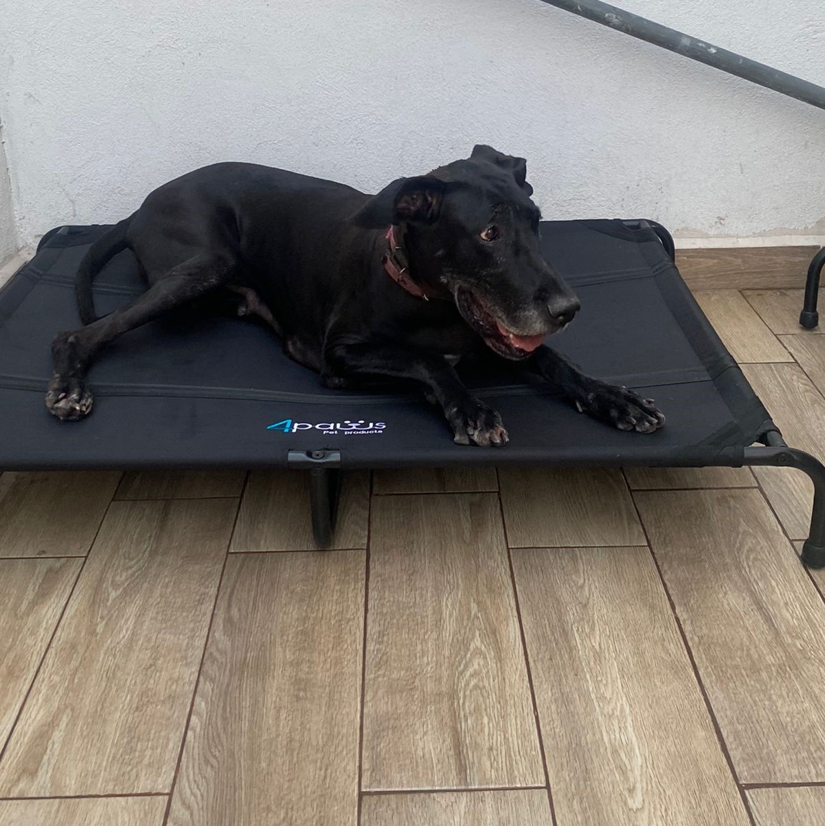 Cama Elevada Para Perro XGrande.