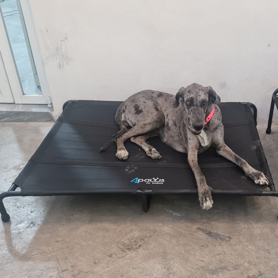 Cama Elevada Para Perro XGrande.
